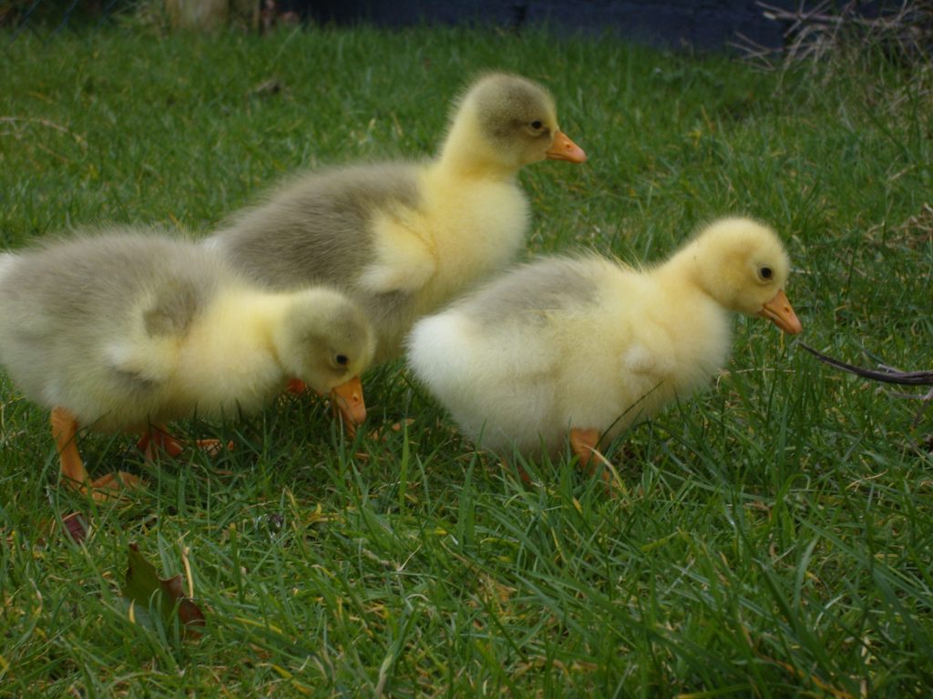 Goslings-scaled